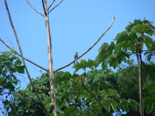 Photo (3): Lesser Elaenia