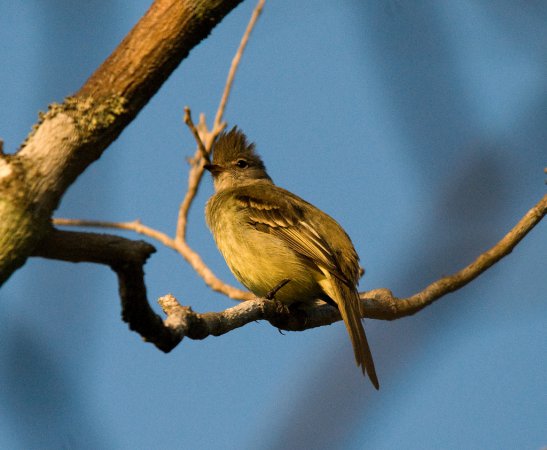 Photo (7): Yellow-bellied Elaenia
