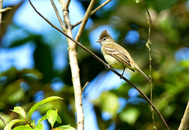 Photo (19): Yellow-bellied Elaenia