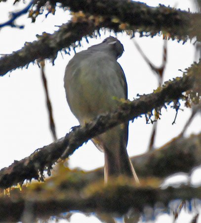 Photo (8): Yellow-bellied Elaenia