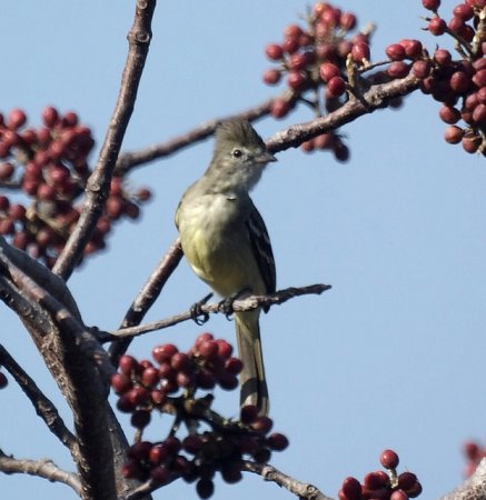Photo (12): Yellow-bellied Elaenia