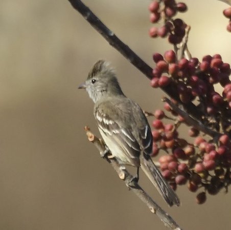 Photo (4): Yellow-bellied Elaenia