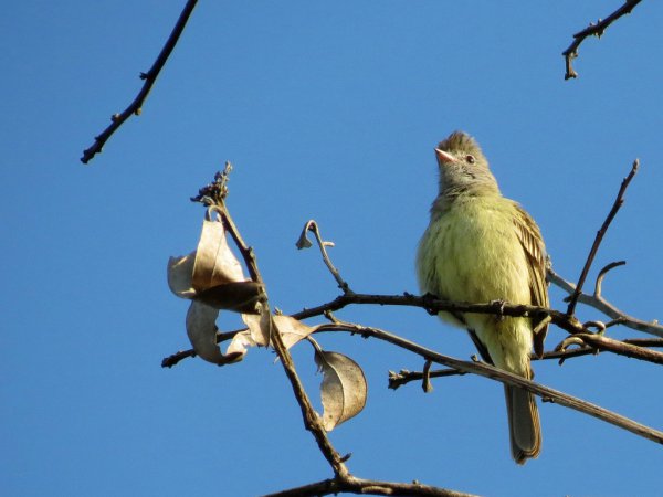 Photo (3): Yellow-bellied Elaenia
