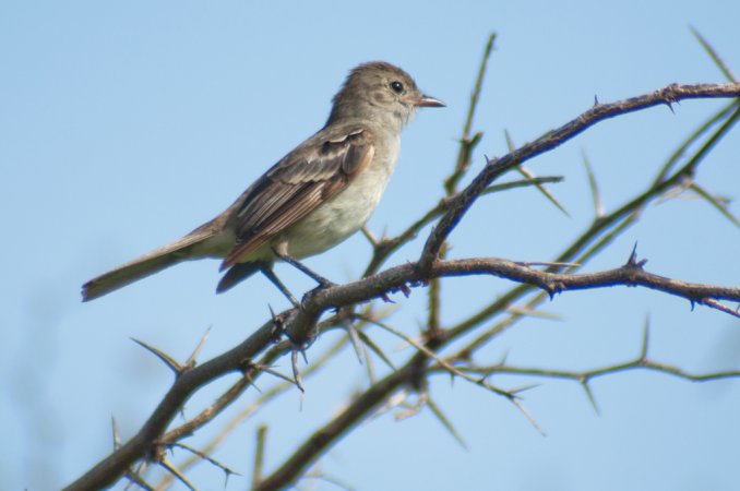 Photo (1): Caribbean Elaenia