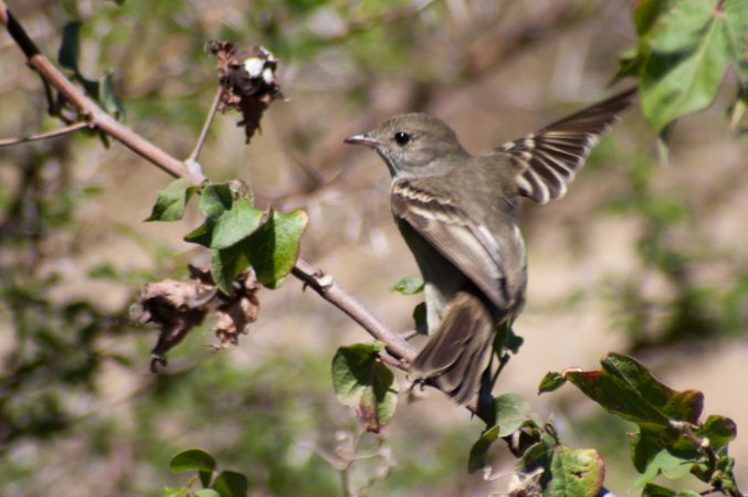 Photo (2): Caribbean Elaenia