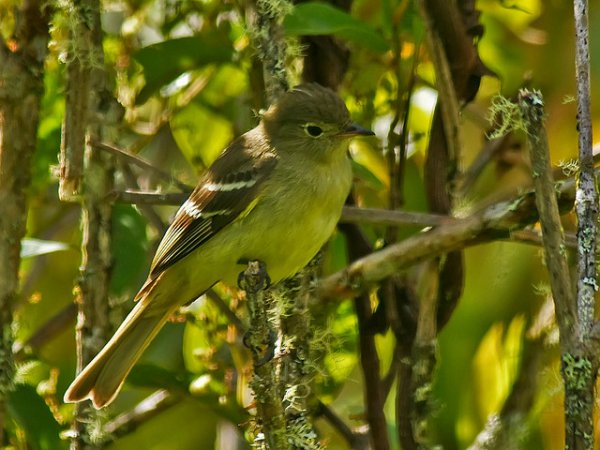 Photo (1): Sierran Elaenia