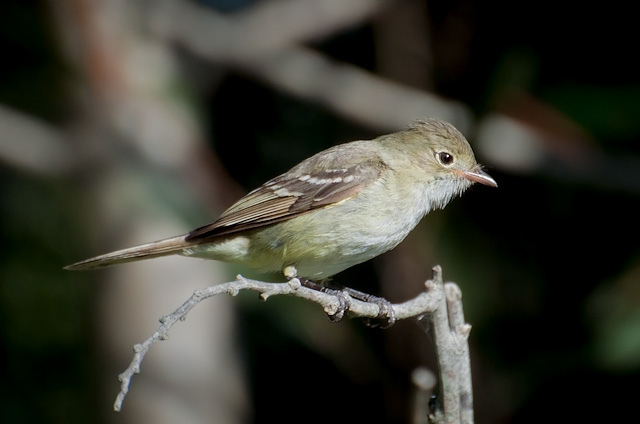 Photo (7): Small-billed Elaenia