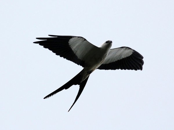 Photo (19): Swallow-tailed Kite