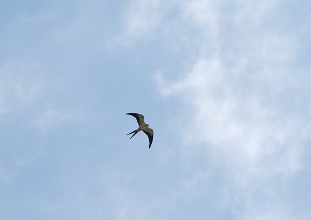 Photo (15): Swallow-tailed Kite