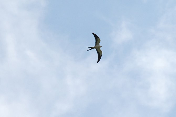 Photo (6): Swallow-tailed Kite