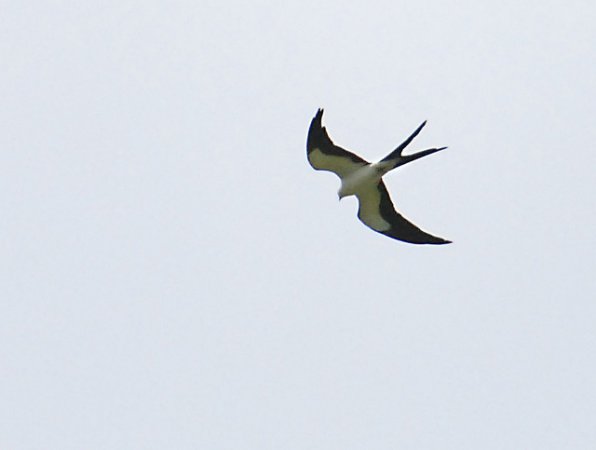 Photo (18): Swallow-tailed Kite