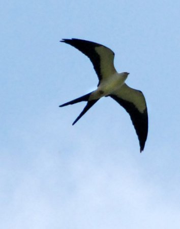 Photo (8): Swallow-tailed Kite