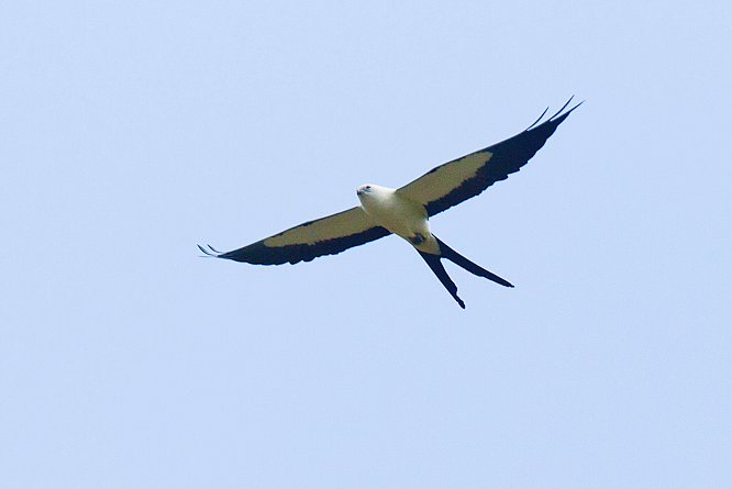 Photo (17): Swallow-tailed Kite