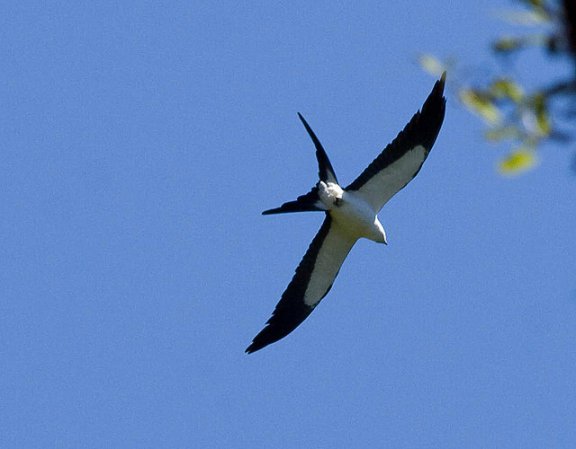Photo (11): Swallow-tailed Kite