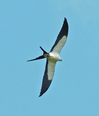 Photo (21): Swallow-tailed Kite