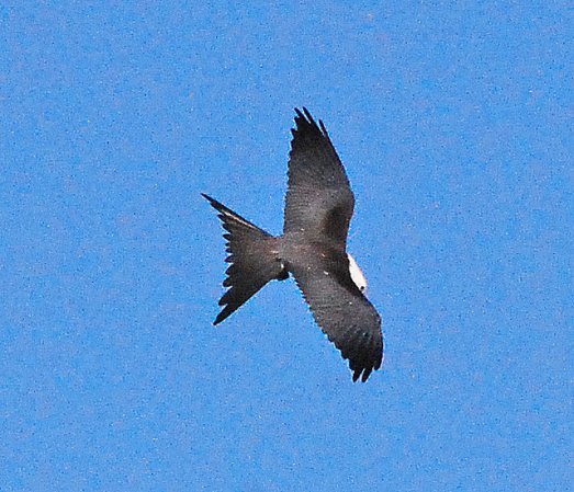 Photo (22): Swallow-tailed Kite
