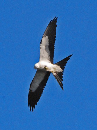 Photo (7): Swallow-tailed Kite