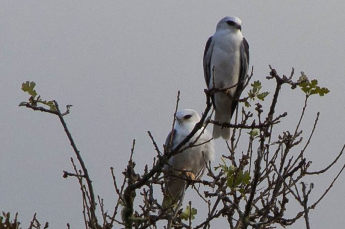 Photo (8): White-tailed Kite