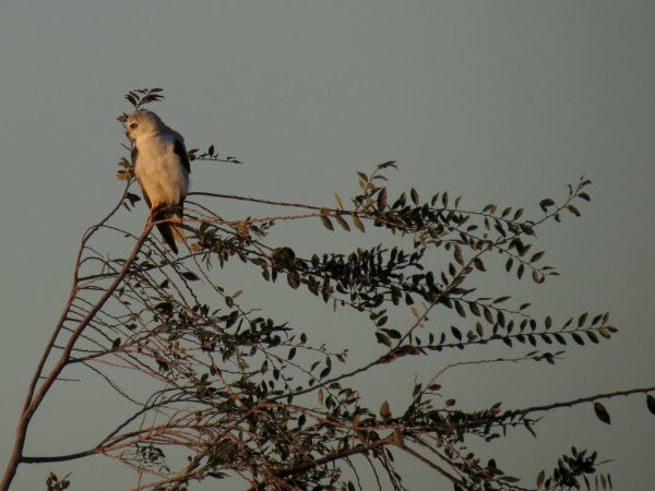 Photo (15): White-tailed Kite
