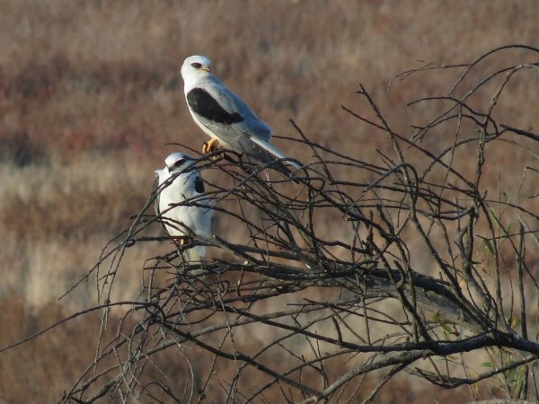 Photo (9): White-tailed Kite