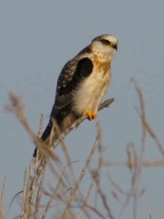 Photo (14): White-tailed Kite