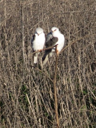 Photo (17): White-tailed Kite