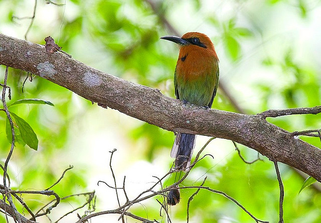 Photo (4): Broad-billed Motmot
