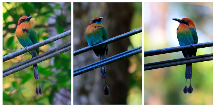 Photo (7): Broad-billed Motmot