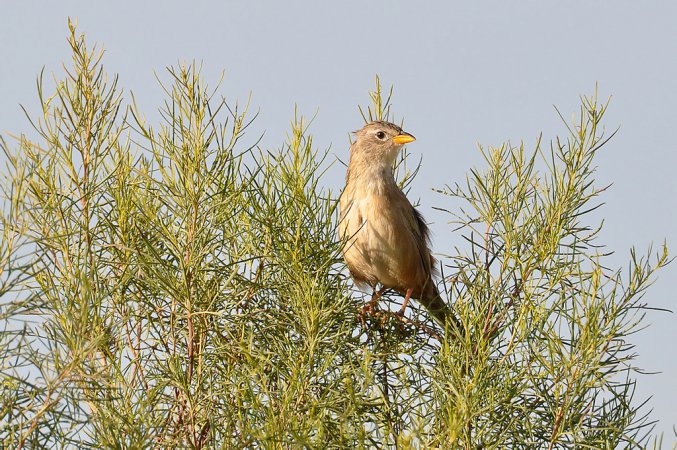 Photo (6): Wedge-tailed Grass-Finch