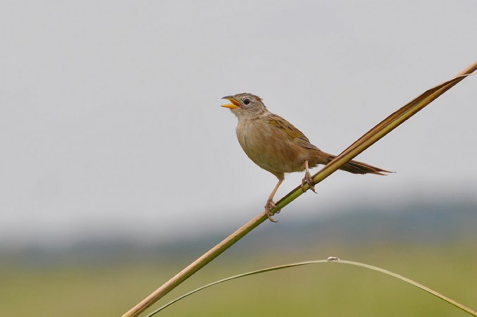 Photo (4): Wedge-tailed Grass-Finch