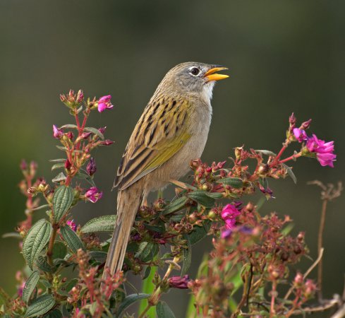 Photo (1): Wedge-tailed Grass-Finch