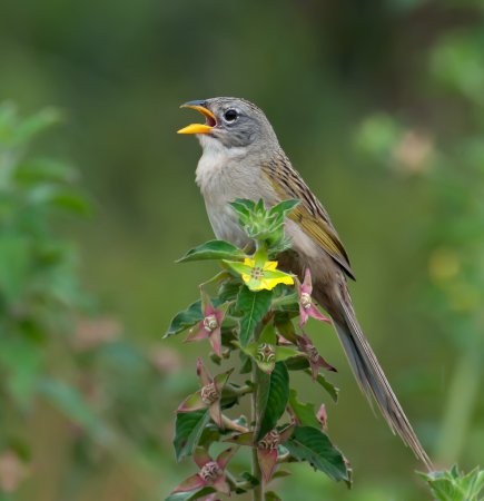 Photo (5): Wedge-tailed Grass-Finch