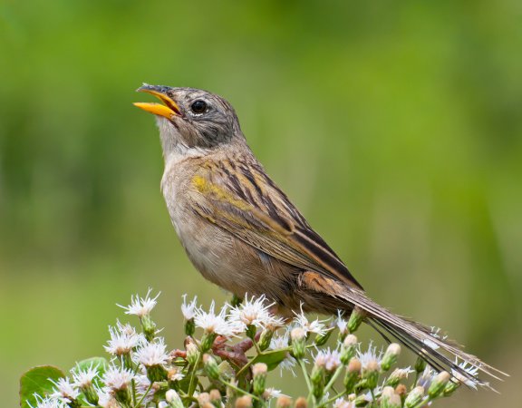 Photo (3): Wedge-tailed Grass-Finch