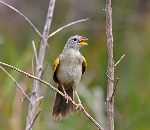 Photo (2): Wedge-tailed Grass-Finch