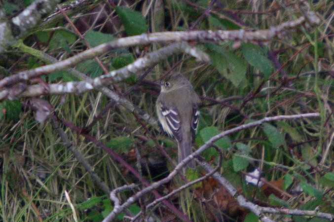 Photo (10): Alder Flycatcher