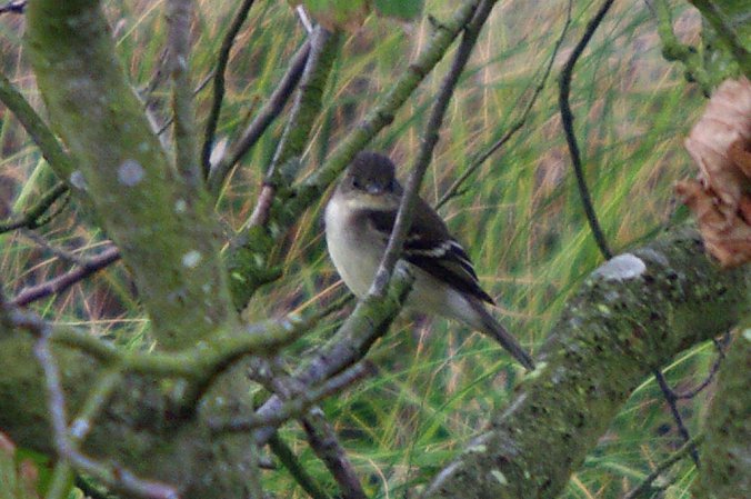 Photo (6): Alder Flycatcher
