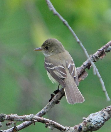 Photo (4): Alder Flycatcher