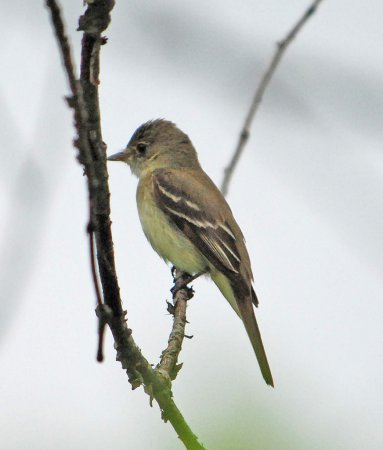 Photo (3): Alder Flycatcher