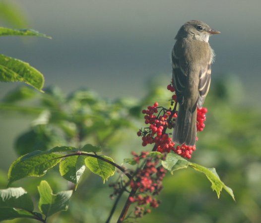 Photo (7): Alder Flycatcher