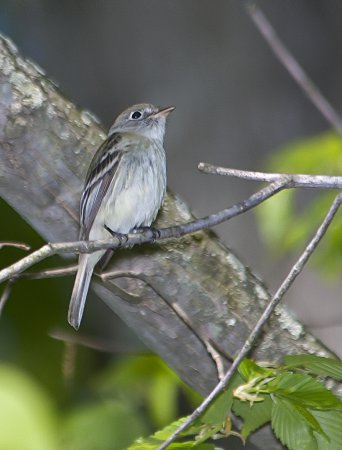 Photo (9): Alder Flycatcher