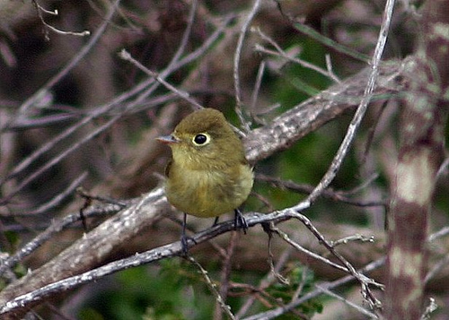 Photo (9): Pacific-slope Flycatcher