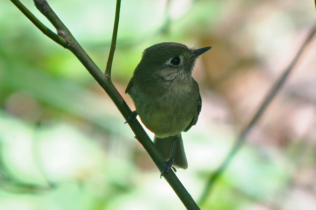 Photo (19): Pacific-slope Flycatcher