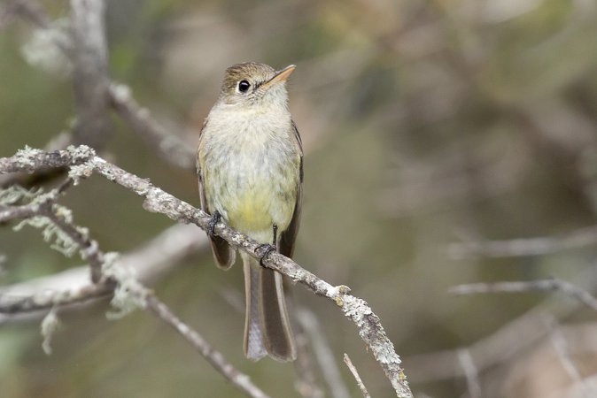 Photo (6): Pacific-slope Flycatcher