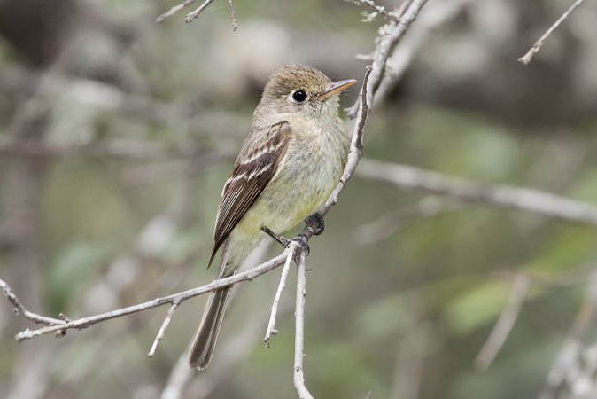 Photo (1): Pacific-slope Flycatcher