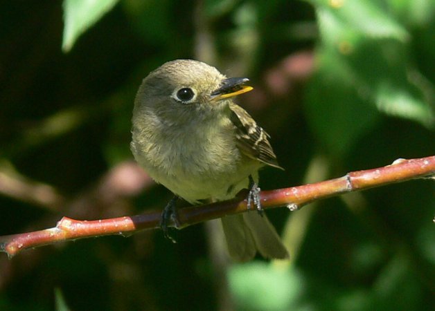 Photo (11): Pacific-slope Flycatcher