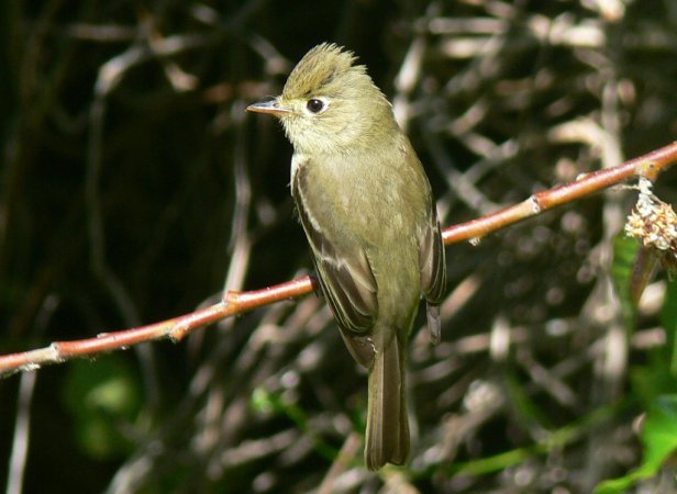 Photo (10): Pacific-slope Flycatcher