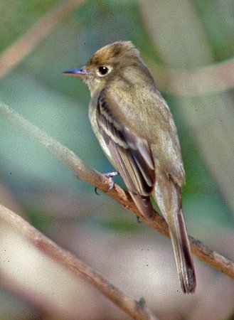 Photo (13): Pacific-slope Flycatcher