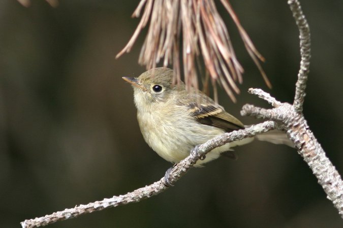 Photo (3): Pacific-slope Flycatcher