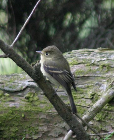 Photo (15): Pacific-slope Flycatcher
