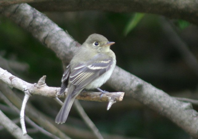 Photo (16): Pacific-slope Flycatcher